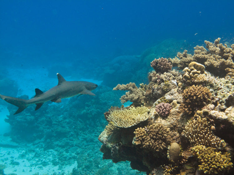 The Shark Reef